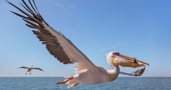 Seabird sets sail for South America